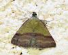 Phytometra viridaria